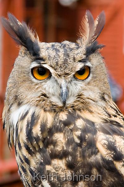 (M) European Eagle Owl 2.jpg